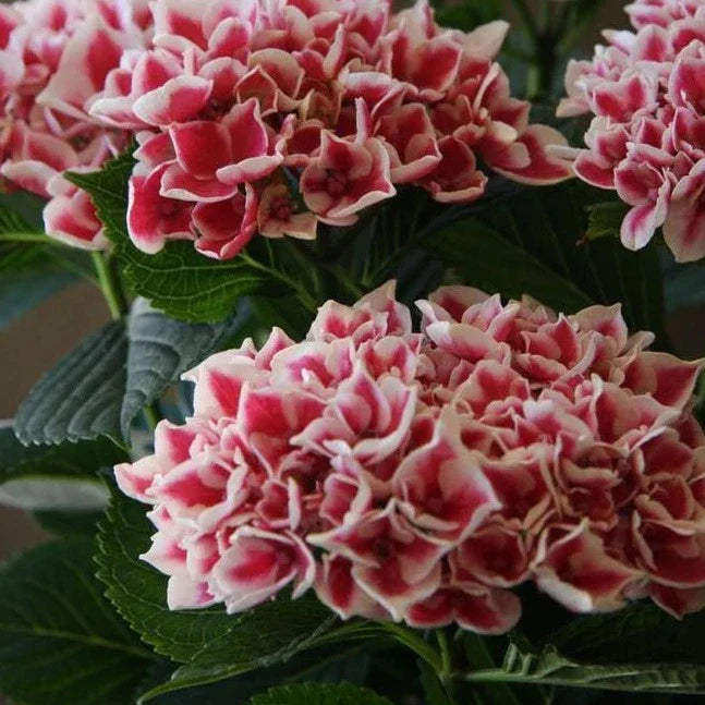 Hybrid Hydrangea Plant For Gardening