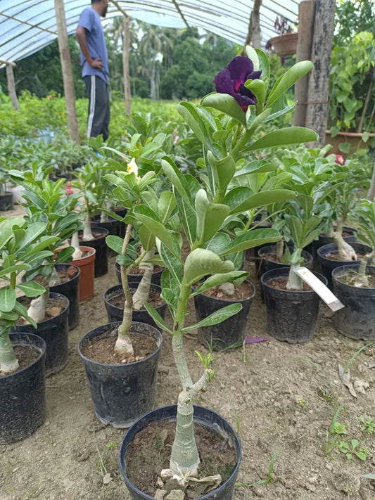Adenium Red Yellow Colour Plant (Grafted)