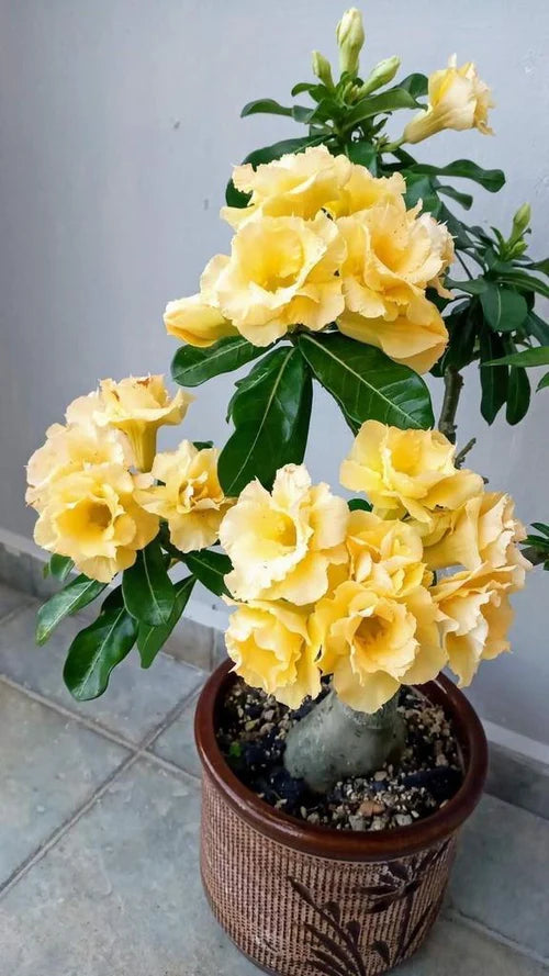 Adenium Yellow Plant (Grafted)