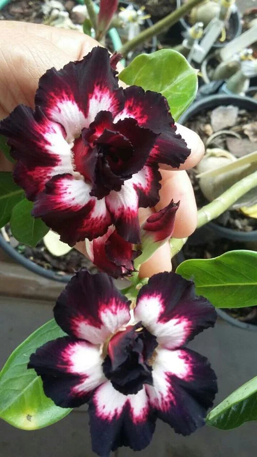 Adenium Dark Brown and White Plant (Grafted)