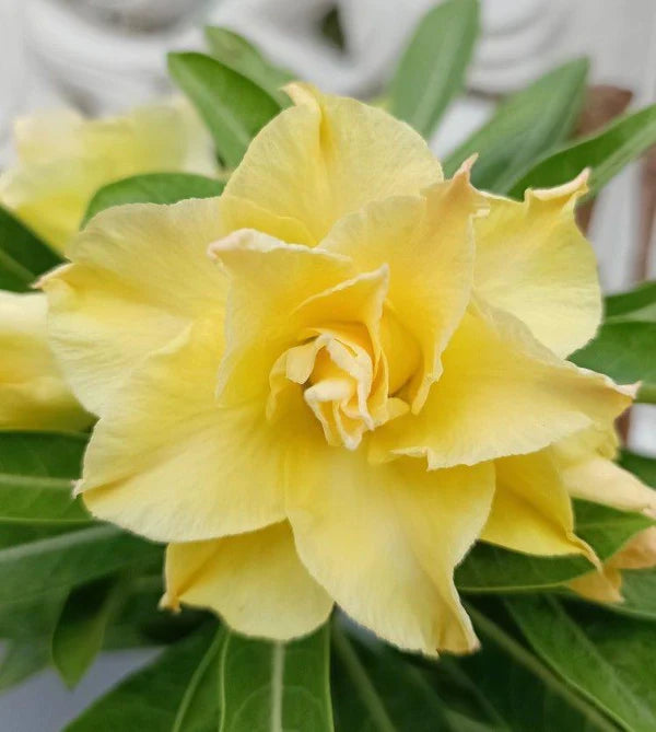 Adenium Yellow Plant (Grafted)