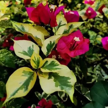 Bougainvillea Flowers Plant For Home Gardening