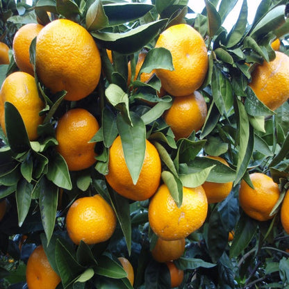 Satsuma Orange Fruit Plant(Grafted)