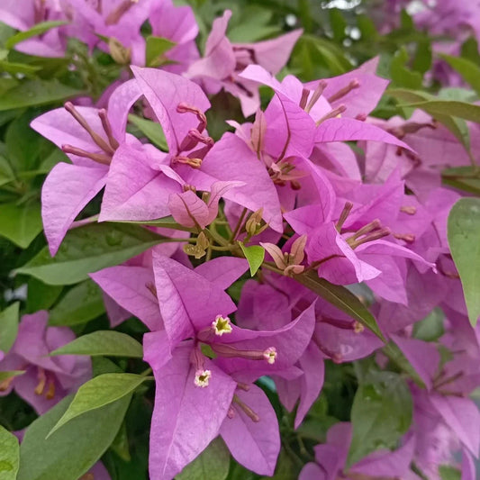 Bougainvallea Flowers Plant(Light Violet)