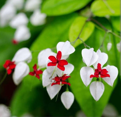 Bleeding Heart Vine White  Creepers