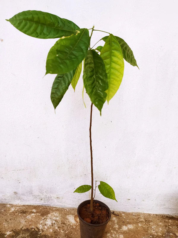 Cocoa/Cacao Fruit - Fruit Plants