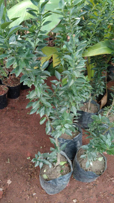 (Gardenershub) Malta Mosambi Sweet Lemon grafted fruit tree