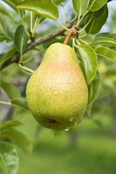 Grafted Healthy Pear Plants