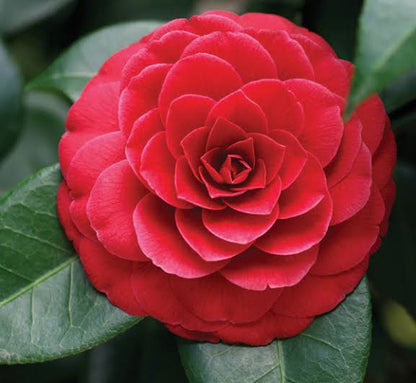 Camelia Flowers Plant For Gardening-(Gardenershub)