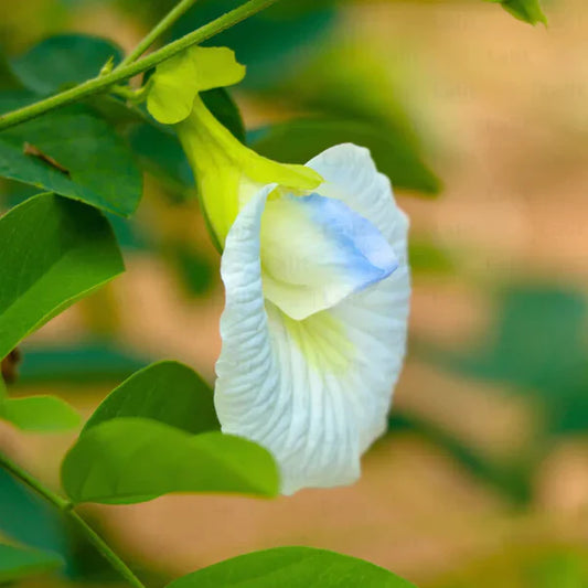 Aparajita  Flowering Plant (white Colour)