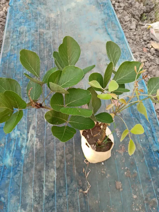 Yellow Palash Grafting Flowers Plant