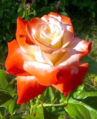 Hybrid Rose Grafted Plant (White)