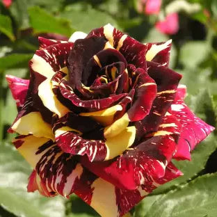 Abracadabra Rose Grafting Plant (Purple and White)