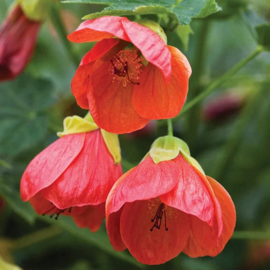 Red Lantern Hibiscus Flowers Plant