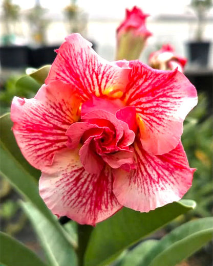 Grafted Rosy Verity Adenium Plant(Any Colour)