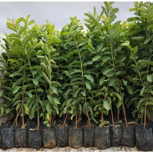 Allahabad Safeda Guava Variety Fruit plant (Grafted/Air Layering)