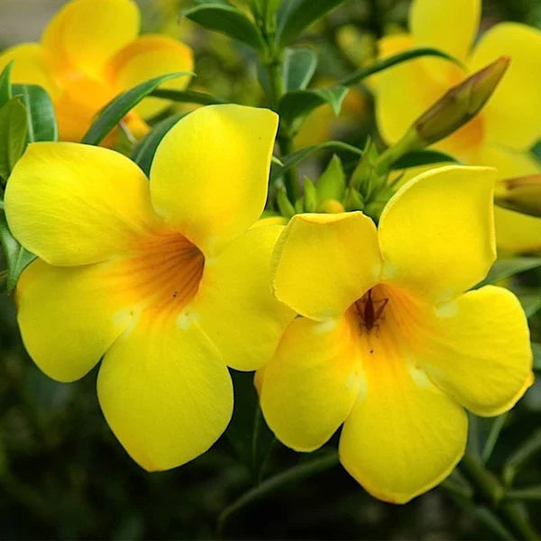 Allamanda Flowers Plant-Yellow Colour