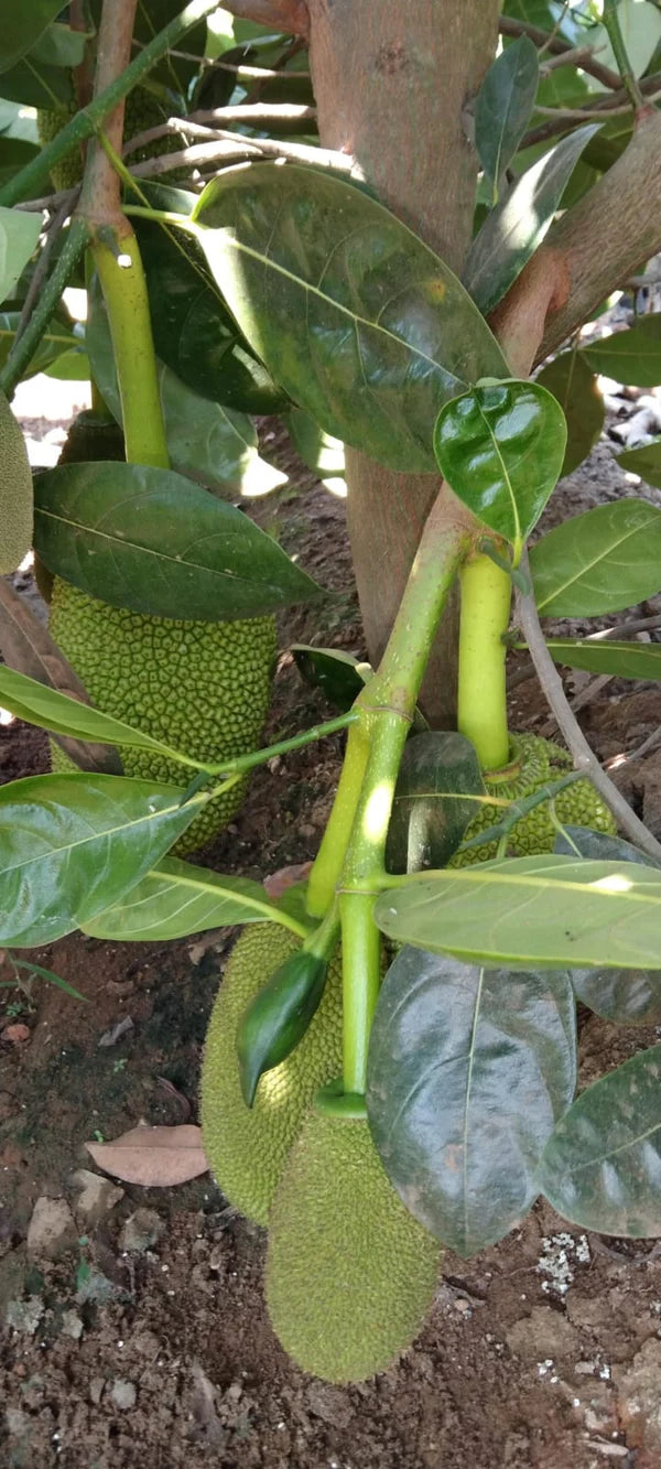 Vietnam Super Early Jackfruit(Grafted) - All Time Jackfruit