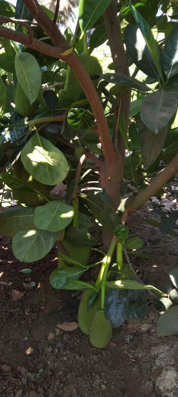 Vietnam Super Early Jackfruit(Grafted) - All Time Jackfruit