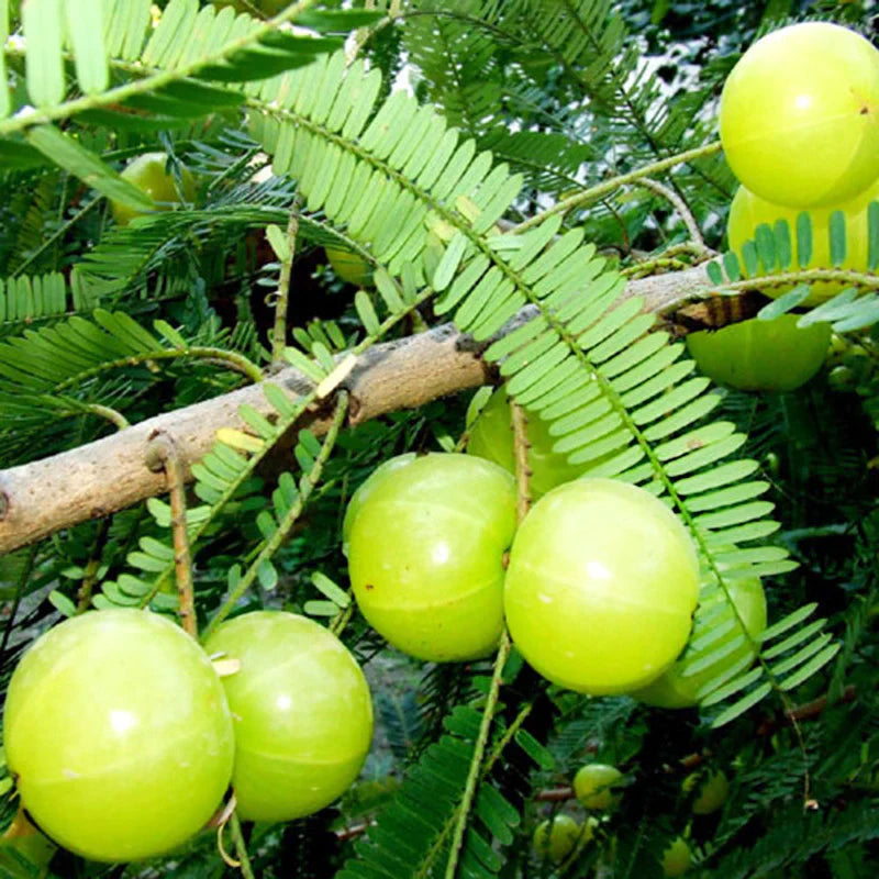 Thai Grafted green Amla And Thai Grafted Green Amla FRuits Plants