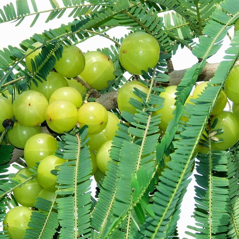 Thai Grafted green Amla And Thai Grafted Green Amla FRuits Plants