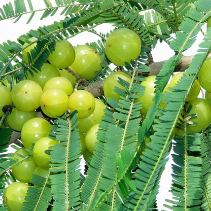 Thai Grafted green Amla And Thai Grafted Green Amla FRuits Plants