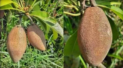 Thai Chiku Grafted Fruit Plant