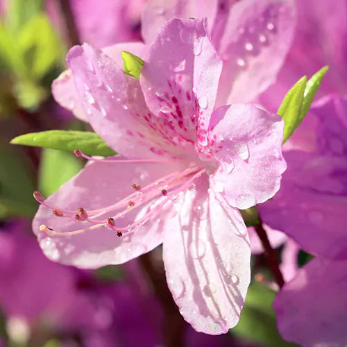 Azalea Flowers Plant For Gardening