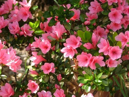 Azalea Flower Plant (Pink Colour)