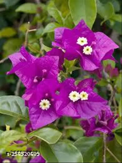 Bougainvillea (Purple) Colour Flower - Plant