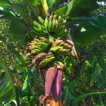 Banana Amruthapani - Fruit Plants & Tree