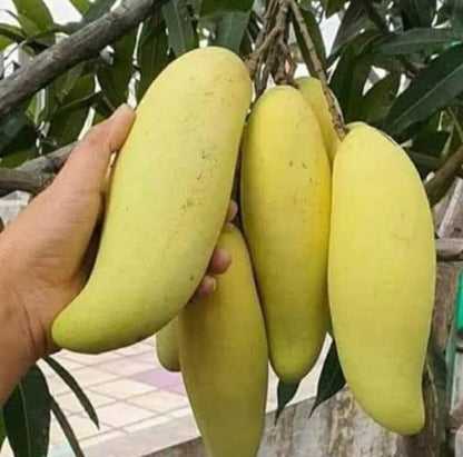 Banana Mango Fruit Plant-Grafted