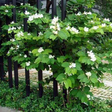 Bauhinia Dwarf White- Flowering Shrubs