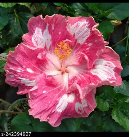 Hybrid Austrelian Hibiscus Flowers Plant