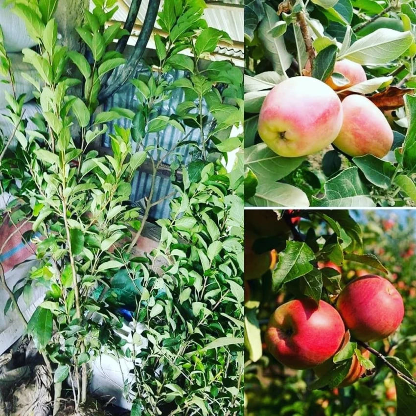 Apple Fruit Plant For Gardening