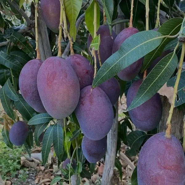 Black Stone Mango Plant-Grafted