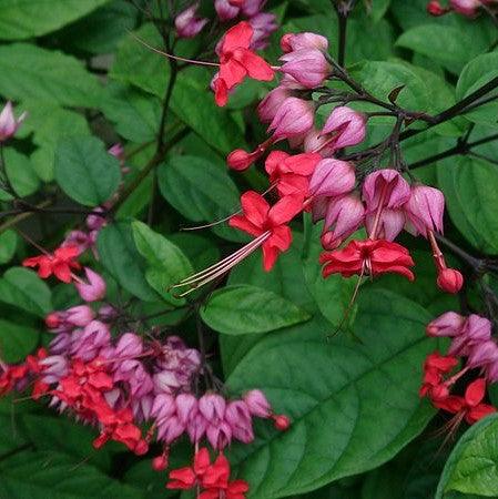 Bleeding Heart Vine Flower plant (Red)