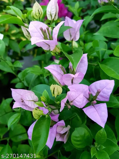 Bougainvallea Flowers Plant(Light Pink)