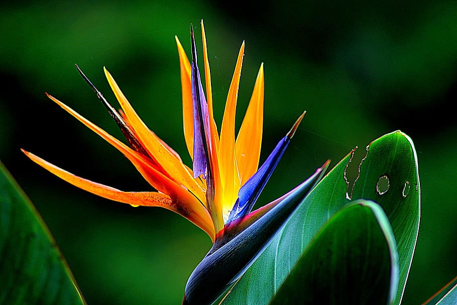 Birds of paradise Flower Plant