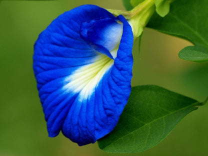 Aparajita  Flowering Plant(Blue)Colour