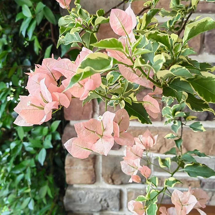 Emasperak Bougainvillea flower plant