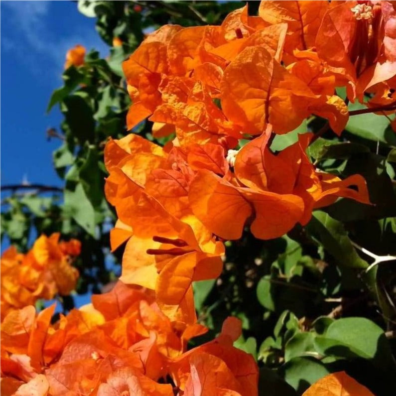 Bougainvillea Flower Plant Orange Plant