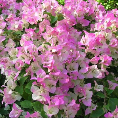 Bougainvillea Fowers Plant For Gardening