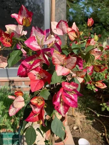 (Gardenershub) Bougainvillea Flowers Plant For Gardening