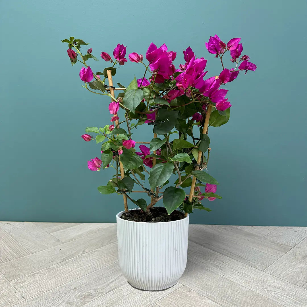 (Gardenershub) Bougainvillea flowers plant