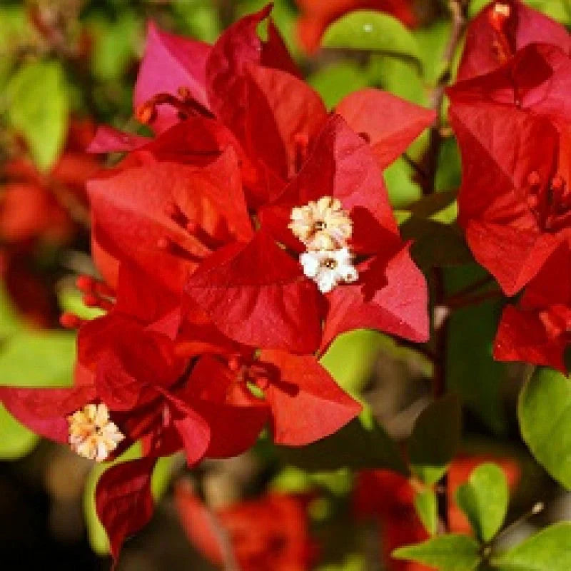 (Gardenershub) Bougainvillea(Red Colour)flower plant