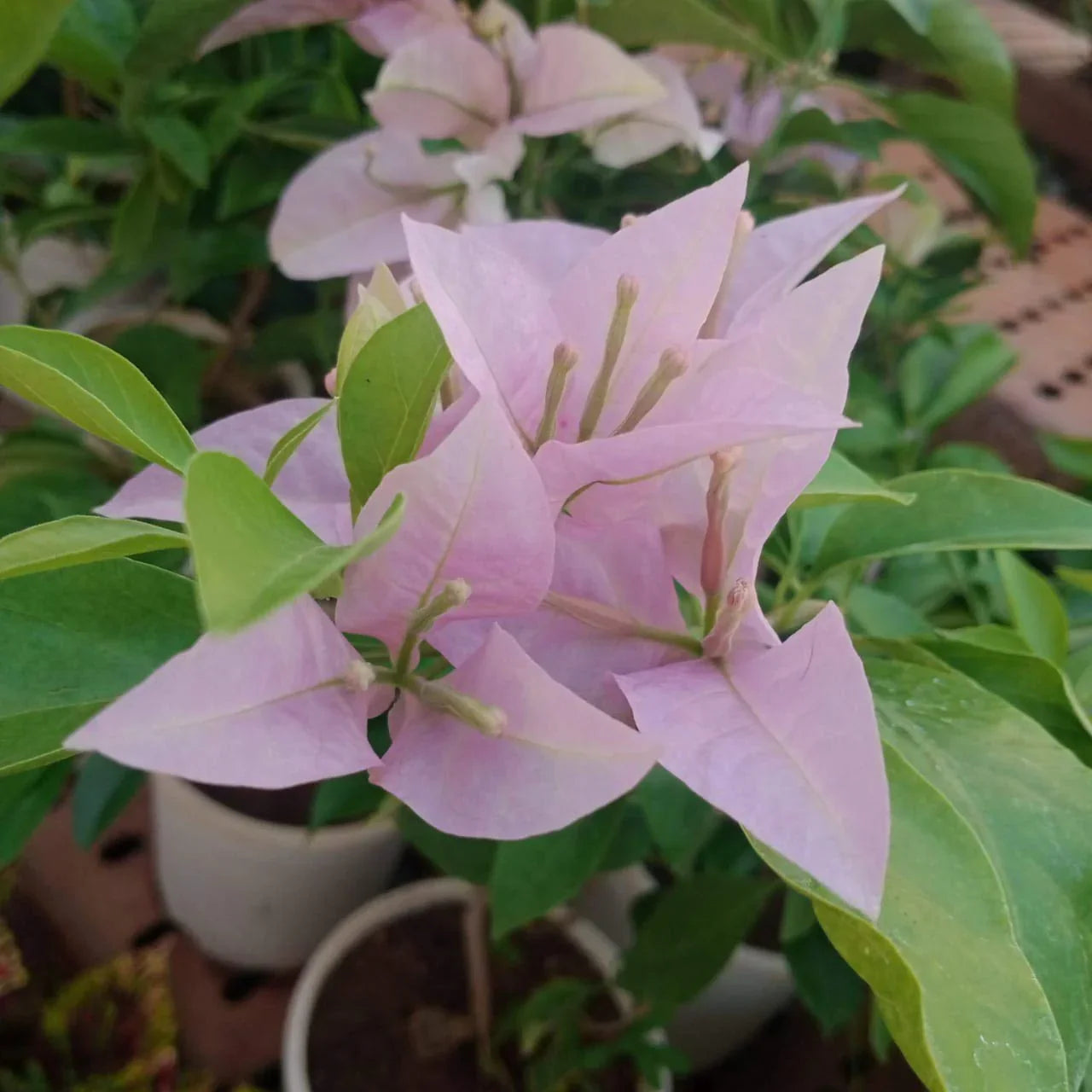 Bougainvallea Flowers Plant(Light Pink)