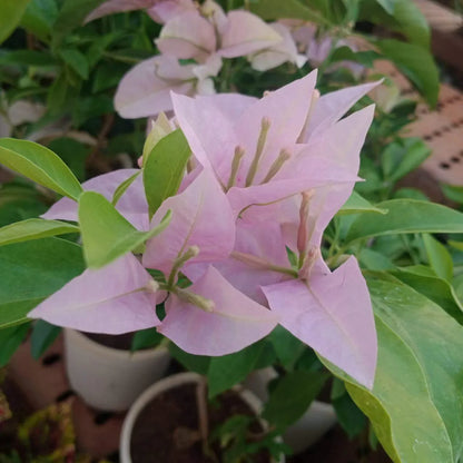 Bougainvallea Flowers Plant(Light Pink)