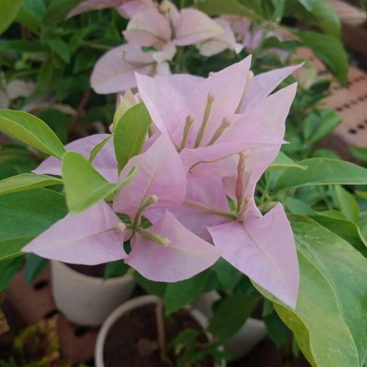 Bougainvillea flower plant for home garden