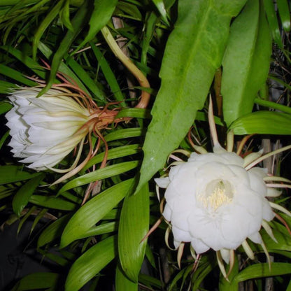 (Gardenershub) Brahma kamal/Night Queen Flower Plant